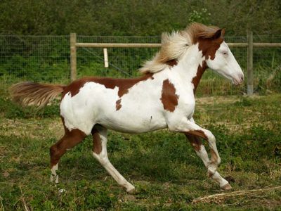 Wilbur-Cruce Spanish Colonial Mission Horses