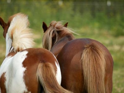 Wilbur-Cruce Spanish Colonial Mission Horses