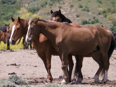 Wilbur-Cruce Spanish Colonial Mission Horses