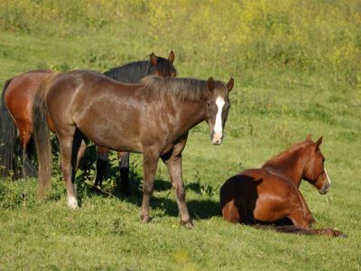 Wilbur-Cruce Spanish Colonial Mission Horses
