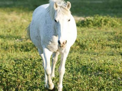 Wilbur-Cruce Spanish Colonial Mission Horses