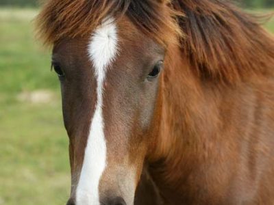 Wilbur-Cruce Spanish Colonial Mission Horses