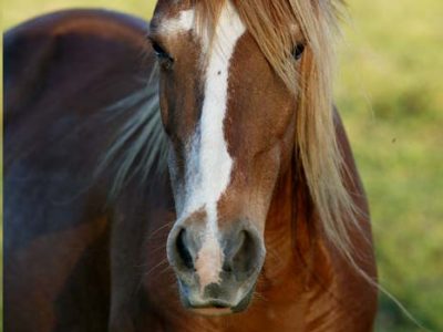 Wilbur-Cruce Spanish Colonial Mission Horses