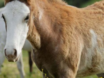 Wilbur-Cruce Spanish Colonial Mission Horses
