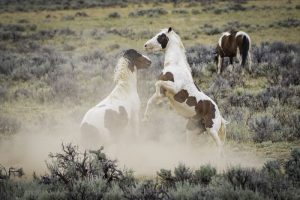 Wild Horse Nation