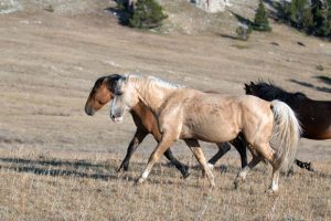 Wild Horse Nation