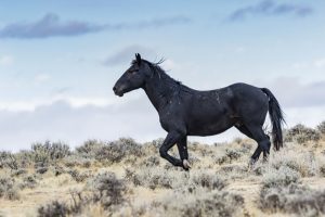 Wild Horse Nation