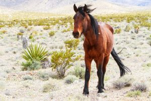 Wild Horse Nation