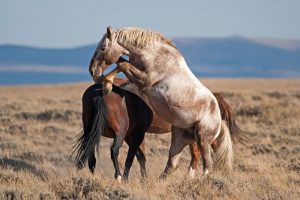 Wild Horse Nation