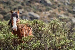 Wild Horse Nation
