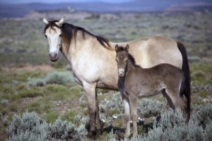 Wild Horse Nation