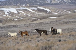 Wild Horse Nation