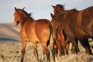 Wild Horse Nation