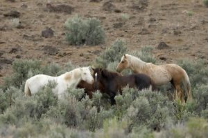 Wild Horse Nation