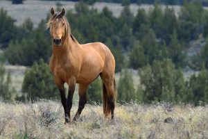Wild Horse Nation