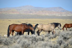 Wild Horse Nation