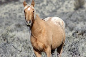 Wild Horse Nation