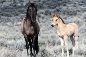 Wild Horse Nation