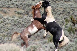 Wild Horse Nation