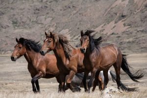 Wild Horse Nation