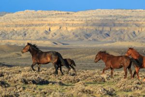 Wild Horse Nation