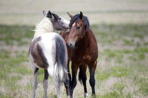 Wild Horse Nation