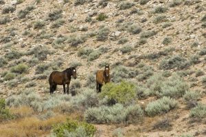 Wild Horse Nation