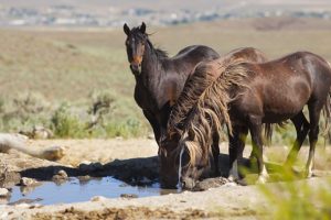 Wild Horse Nation