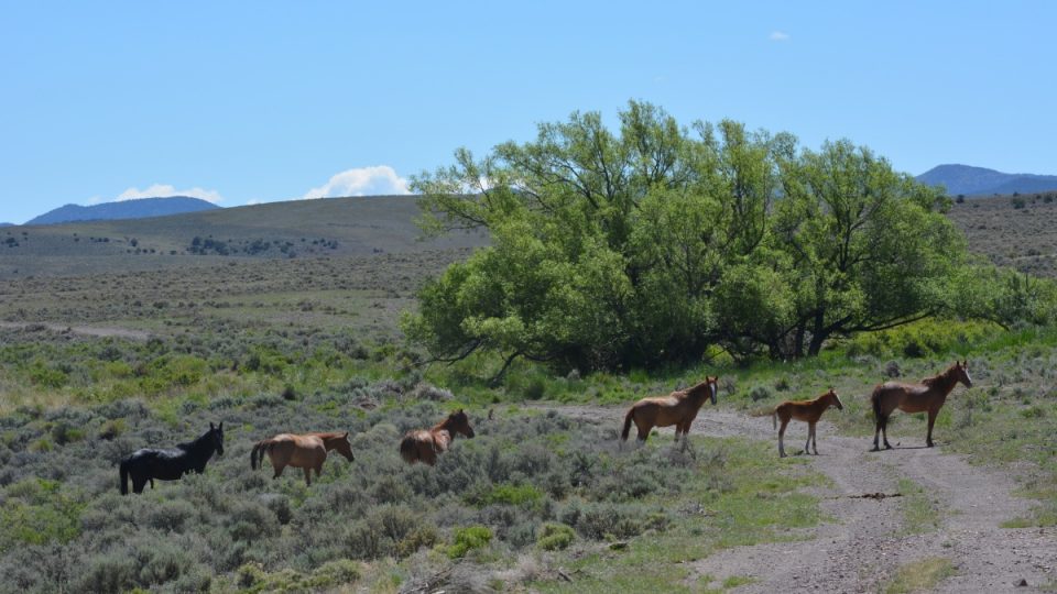 wildhorse_2017antelopegather_photo1