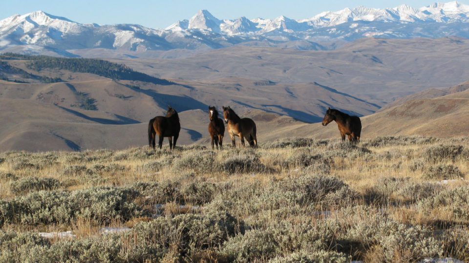wildhorse_2019ChallisGather_MainPhoto